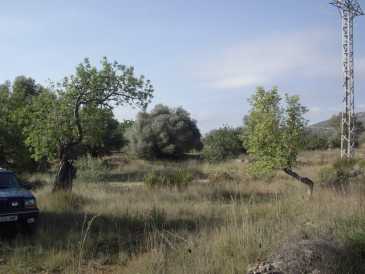 相片: 出售 土地 11,200 m2
