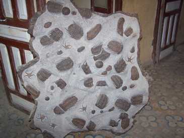 相片: 出售 其它对象 PLAQUE TRILOBITE - KODAK