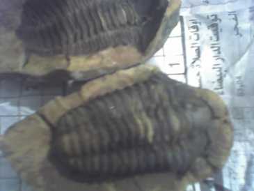 相片: 出售 其它艺术对象 TRILOBITE DE SUD D'ERFOUD