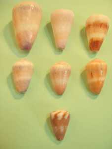 相片: 出售 珠宝 人 - CONCHAS - CARACOLAS
