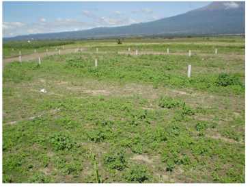 相片: 出售 土地 300 m2