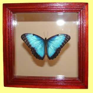相片: 出售 绘画和图画 MARIPOSA MORPHO