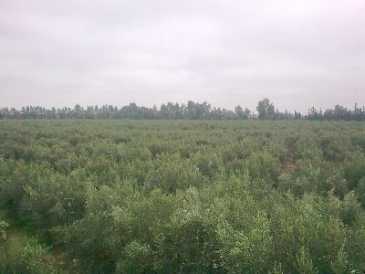 相片: 出售 土地 1,200,000 m2