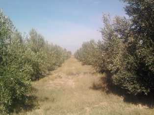 相片: 出售 土地 35,000 m2