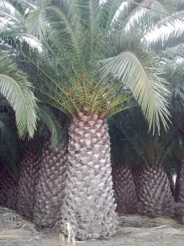 相片: 出售 从事园艺 PALMERA - WASHINGTONIA