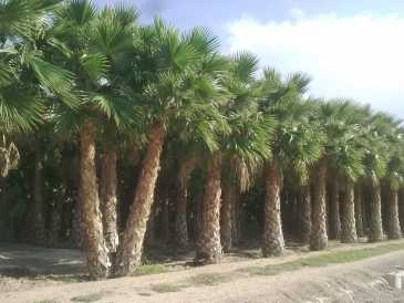 相片: 出售 从事园艺 PALMERA - WASHINGTONIA