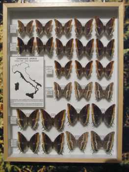 相片: 出售 其它对象 COLLEZIONE FARFALLE INSETTI