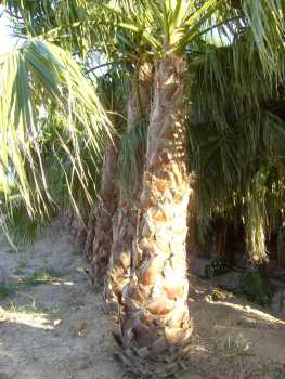 相片: 出售 从事园艺 PALMERA WASHINGTONIA - PALMERA WASHINGTONIA