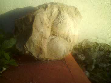 相片: 出售 壳、化石和石头 ESCARBANDO EN MI CASA