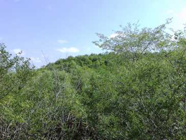 相片: 出售 土地 550,000 m2