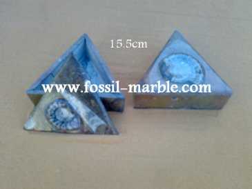 相片: 出售 装饰 BOITE EN MARBRE FOSSILISE AVEC NATURAL FOSSILS - BOITE EN MARBRE FOSSILISE AVEC NATURAL FOSSILES