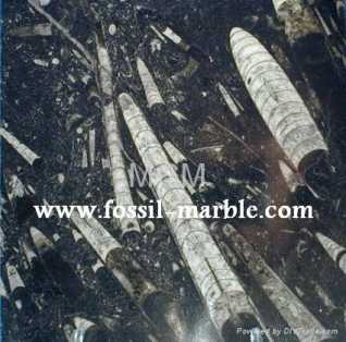 相片: 出售 装饰 SLAB FOSSILS MOROCCO - SLAB FOSSILS ERFOUD RISSANI