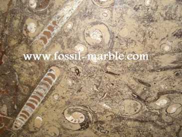 相片: 出售 装饰 BROWN SLAB FOSSILS - BROWN SLAB FOSSILS MOROCCO