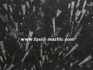 相片: 出售 装饰 BLACK SLAB FROM FOSSILIZED MARBLE MOROCCO - BLACK SLAB FOSSILIZED MARBLE MOROCCO