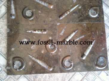 相片: 出售 装饰 BROWN FOSSILIZED MARBLE MOROCCO - BROWN FOSSILIZED MARBLE MOROCCO