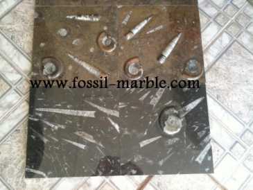相片: 出售 装饰 BLACK SLAB FOSSILIZED MARBLE MOROCCO - BLACK FOSSILIZED MARBLE MOROCCO