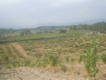 相片: 出售 土地 65,000 m2