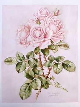 相片: 出售 绘画和图画 TAVOLE BOTANICHE