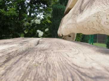 相片: 出售 家具 HOLZ - HOLZ