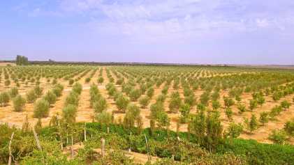 相片: 出售 其他人 200,000 m2