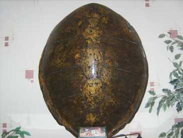 相片: 出售 壳、化石和石头 CARAPACE TORTUE