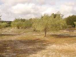 相片: 出售 土地 10,000 m2