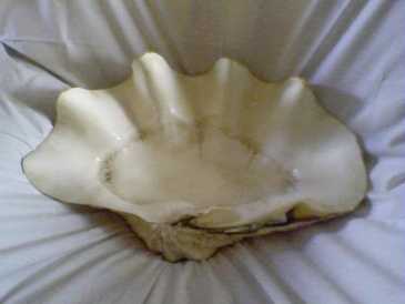 相片: 出售 其它对象 CONCHA GIGANTE - CAMBINOX - CONCHA GIGANTE