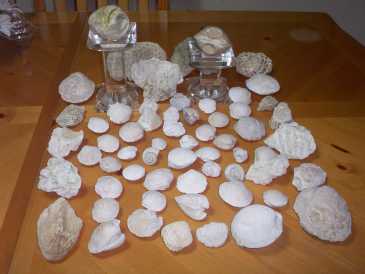相片: 出售 壳、化石和石头 COQUILLAGES,FOSSILES,PIERRES