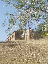 相片: 出售 土地 10,000 m2