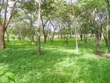 相片: 出售 土地 675 m2