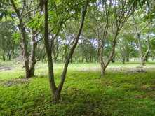 相片: 出售 土地 675 m2