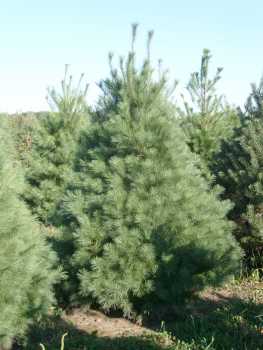 相片: 提议 批发 JASON'S NURSERY AND LANDSCAPING - KANSAS