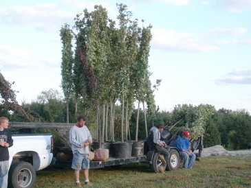 相片: 提议 批发 JASON'S NURSERY AND LANDSCAPING - INDIANA
