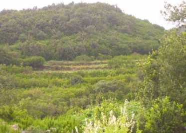 相片: 出售 土地 10,000 m2