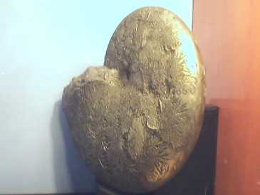 相片: 出售 壳、化石和石头 PYRIT AMMONIT